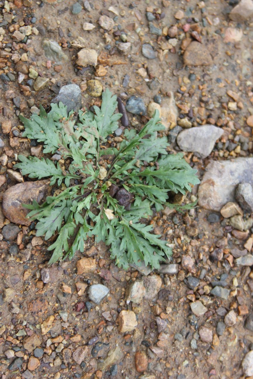 Изображение особи Lepidium apetalum.