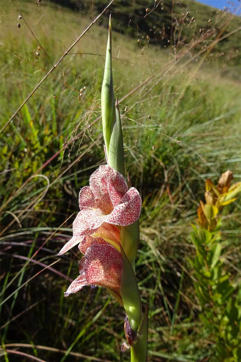 Image of Gladiolus ecklonii specimen.