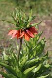 Fritillaria imperialis