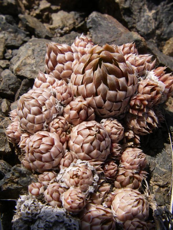 Изображение особи Orostachys spinosa.