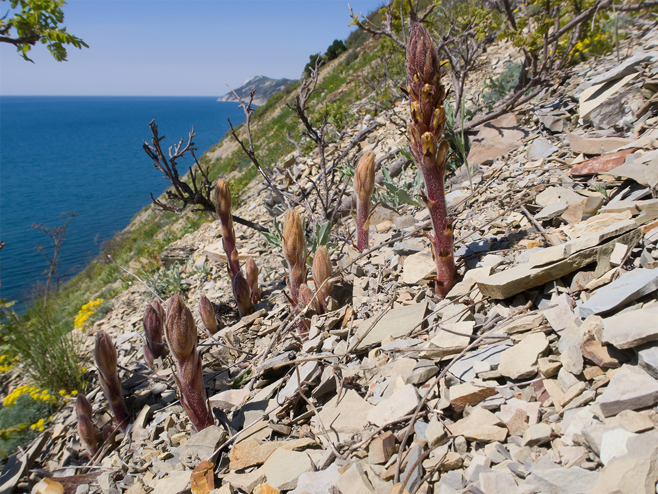 Image of Orobanche laxissima specimen.