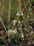 Euphrasia hyperborea. Верхушки цветущих побегов. Магаданская обл., окр. г. Магадан, ост. \"Аммональная\", разнотравная поляна у второстепенной дороги. 18.08.2012.