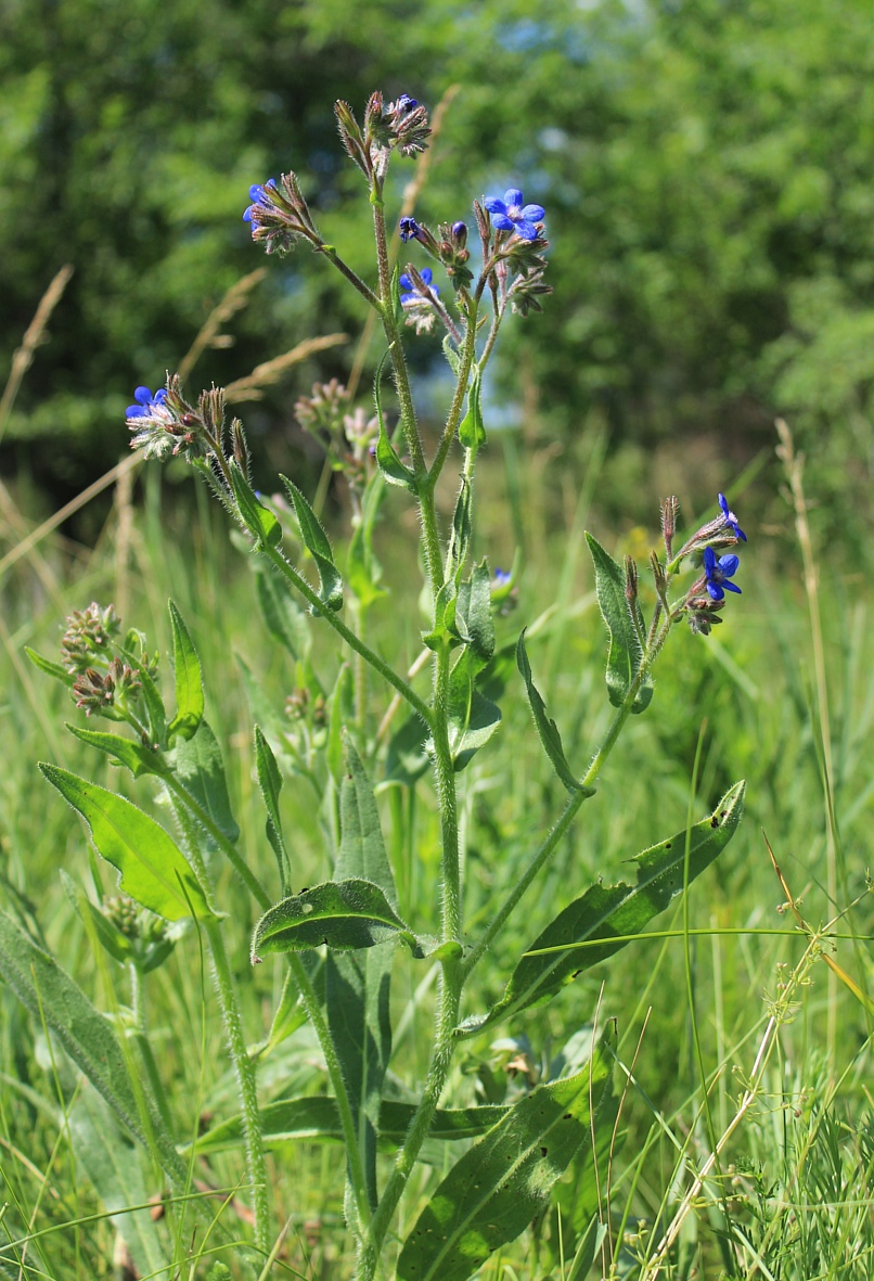 Изображение особи Anchusa azurea.