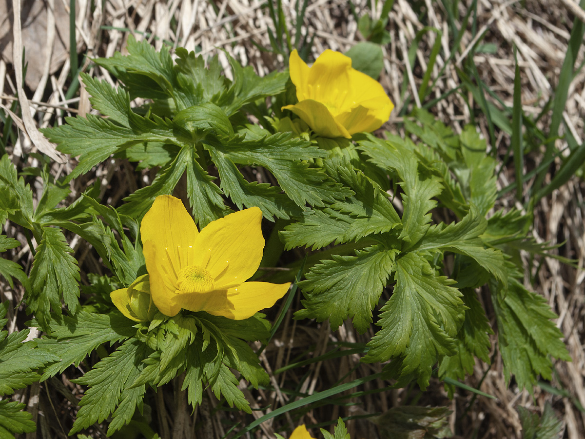 Изображение особи Trollius ranunculinus.