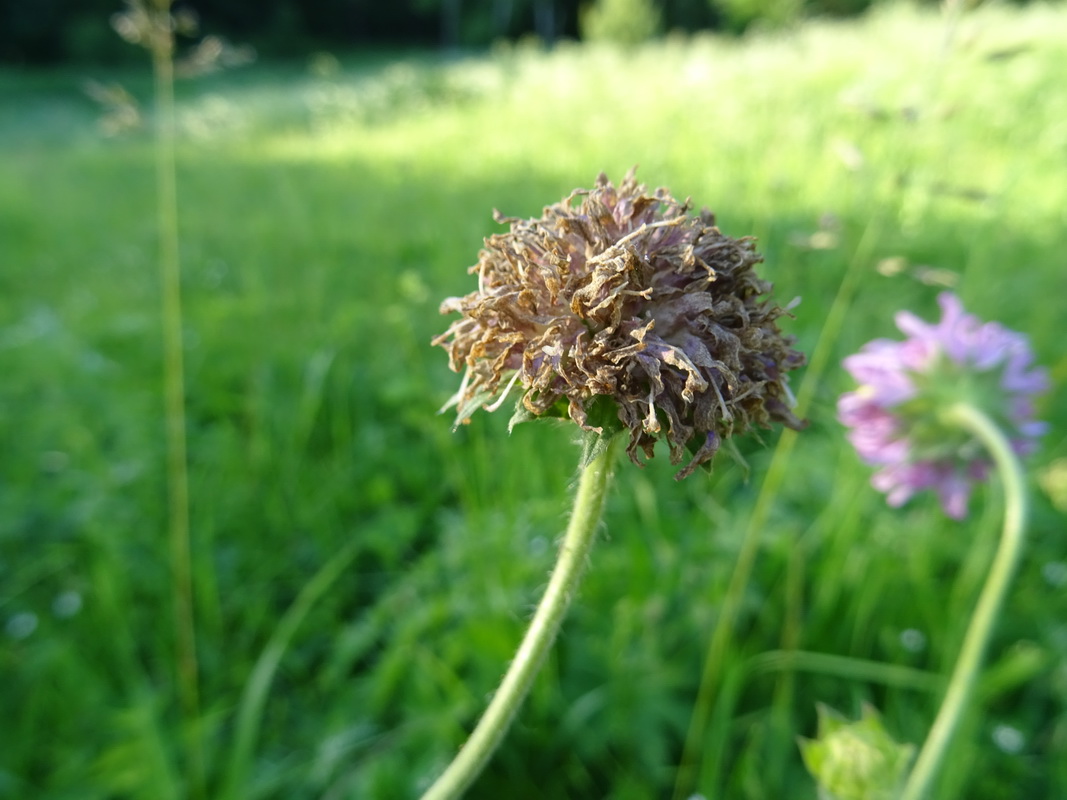 Image of Knautia arvensis specimen.