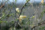 familia Fabaceae. Ветвь с соцветиями. Эфиопия, провинция Афар, аураджа Западное Харерге, национальный парк \"Аваш\". 19.12.2014.