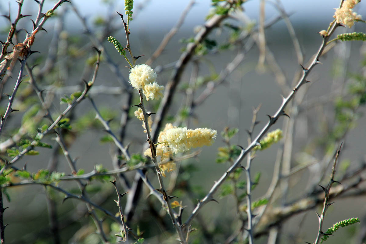 Изображение особи семейство Fabaceae.