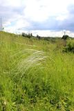 Stipa pennata