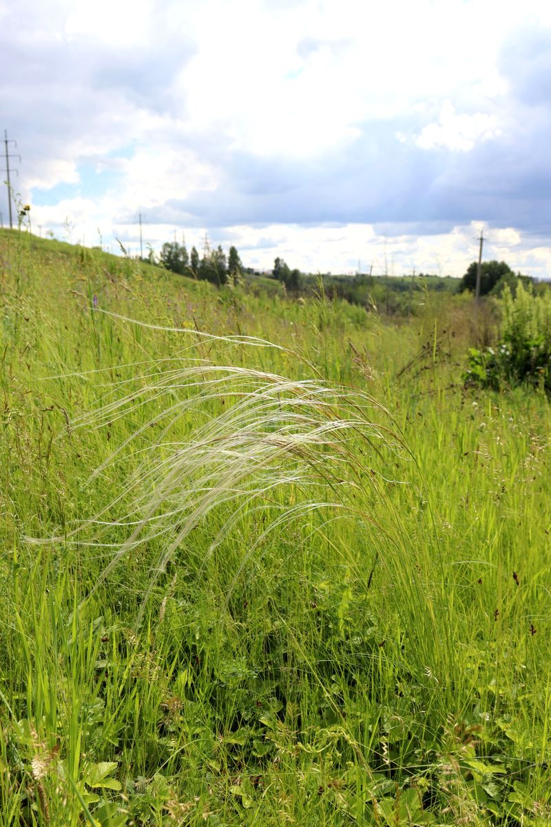 Изображение особи Stipa pennata.