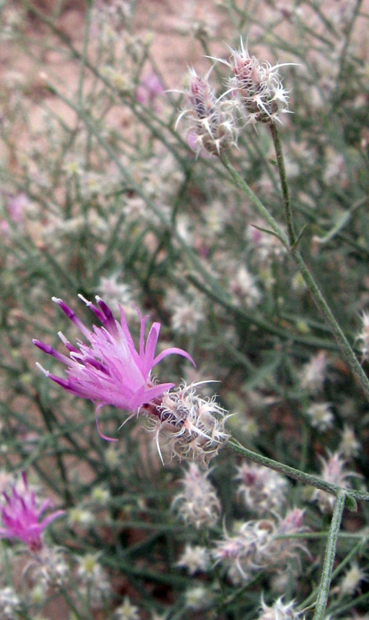 Изображение особи Centaurea pseudosquarrosa.