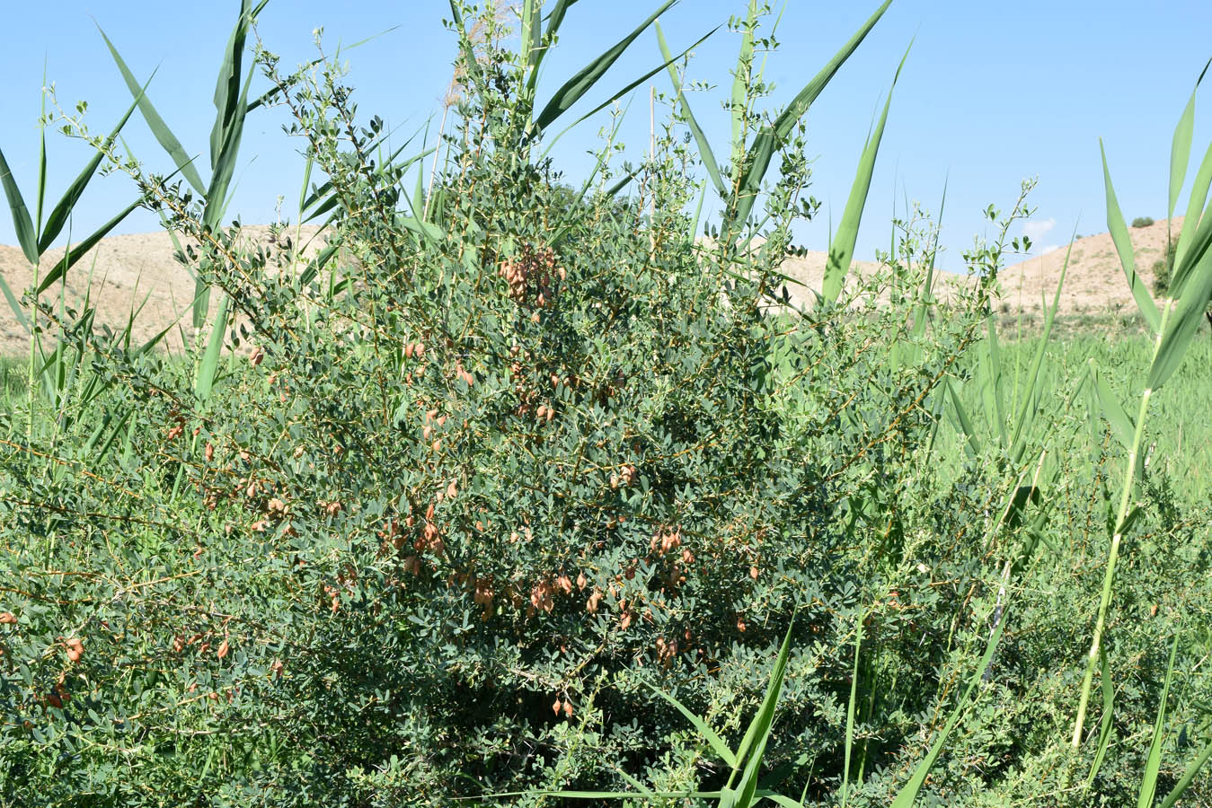 Image of Halimodendron halodendron specimen.