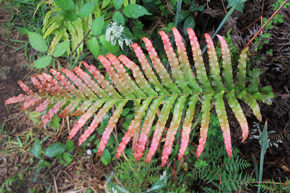 Image of genus Blechnum specimen.