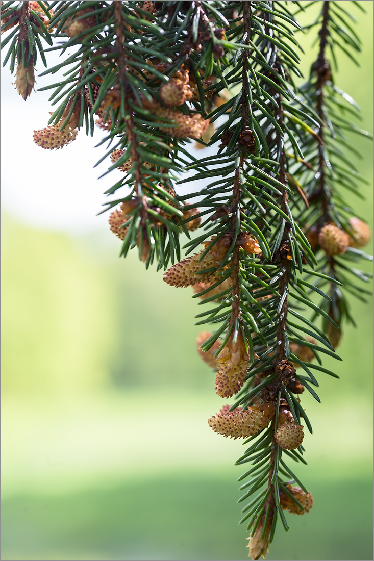 Image of Picea abies specimen.