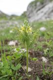 Pedicularis condensata. Цветущее растение. Адыгея, Кавказский заповедник, Фишт-Оштенский горный массив, окр. оз. Псенодах, субальпийский луг, выс. ≈ 1950 м н.у.м. 29.08.2022.