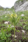 Pedicularis condensata