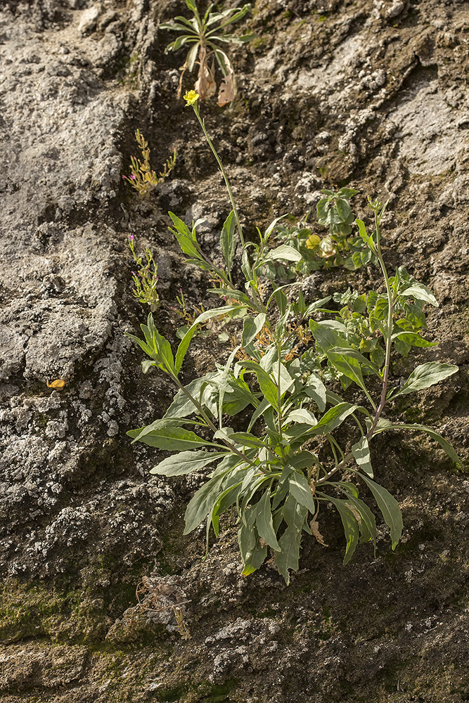 Изображение особи Diplotaxis tenuifolia.