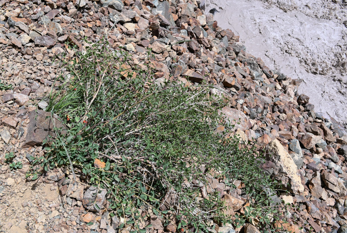 Image of Lonicera olgae specimen.