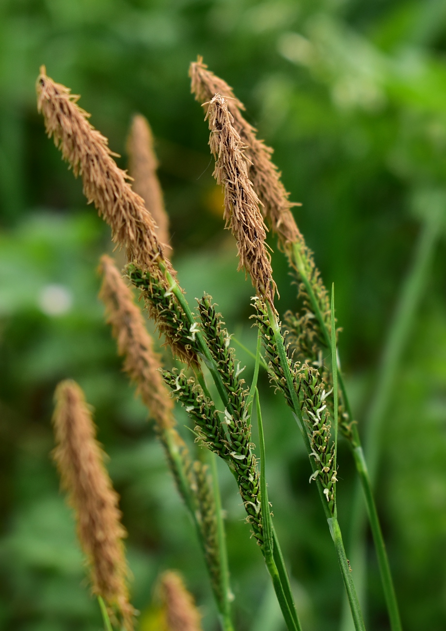 Изображение особи Carex cespitosa.