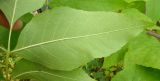 Fraxinus pennsylvanica