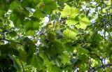 Platanus × acerifolia. Верхушка ветви. Северная Осетия, Владикавказ, в культуре. 23.07.2022.