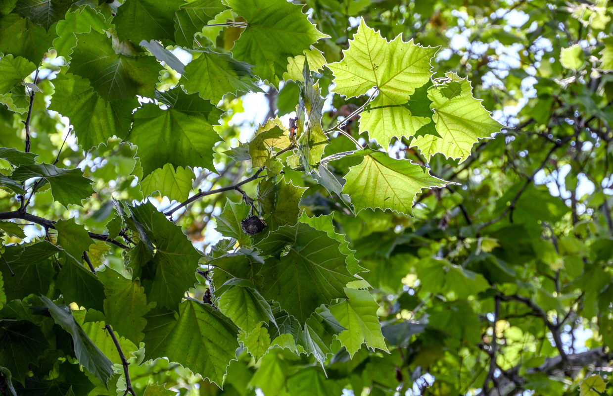 Изображение особи Platanus × acerifolia.