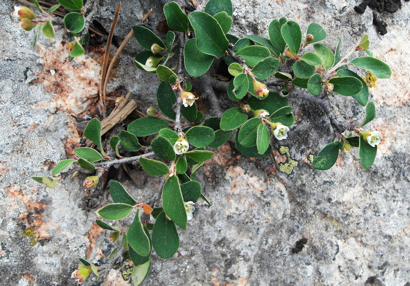 Image of Cotoneaster melanocarpus specimen.