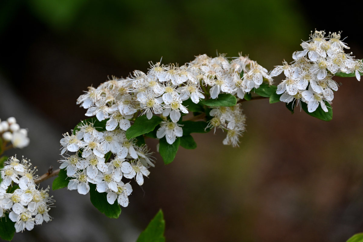 Image of Spiraea flexuosa specimen.