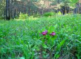 Cypripedium macranthos. Цветущие растения. Иркутская обл., Слюдянский р-н, окр. пос. Култук, лесная поляна. 04.06.2022.