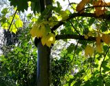 Firmiana simplex. Часть ствола и кроны с листьями. Абхазия, г. Сухум, Сухумский ботанический сад. 25.09.2022.
