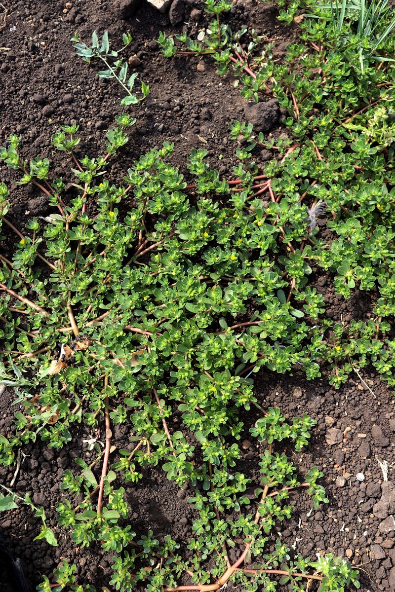Изображение особи Portulaca oleracea.