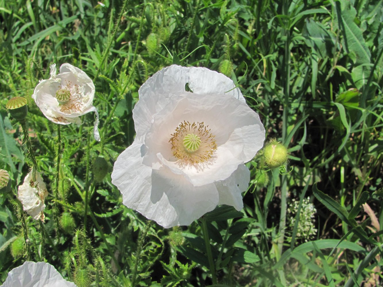 Изображение особи Papaver rhoeas.