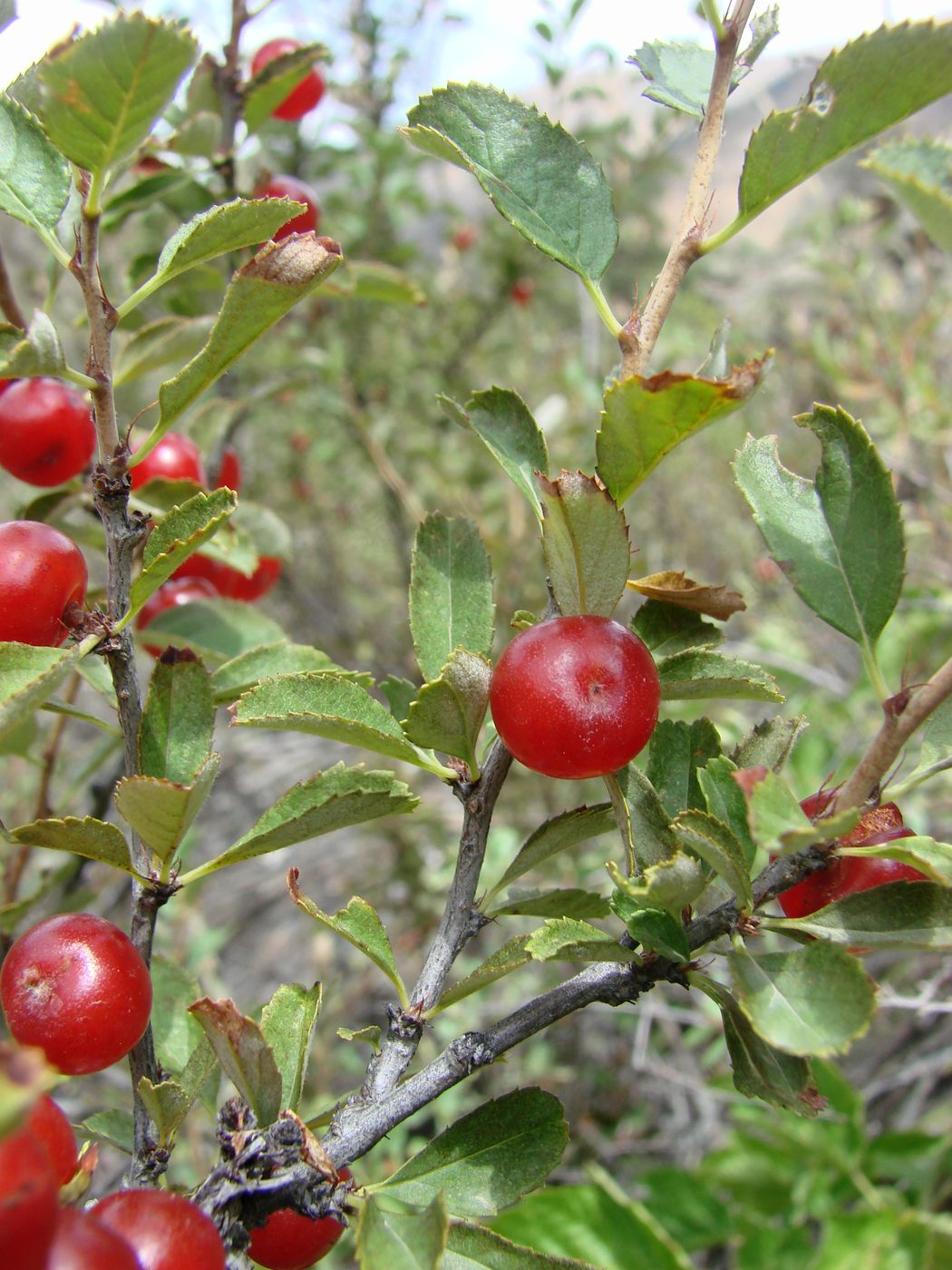 Image of Cerasus erythrocarpa specimen.