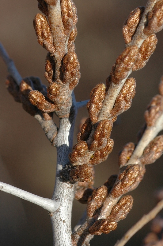 Image of Hippophae rhamnoides specimen.