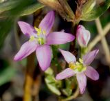 Centaurium подвид turcicum