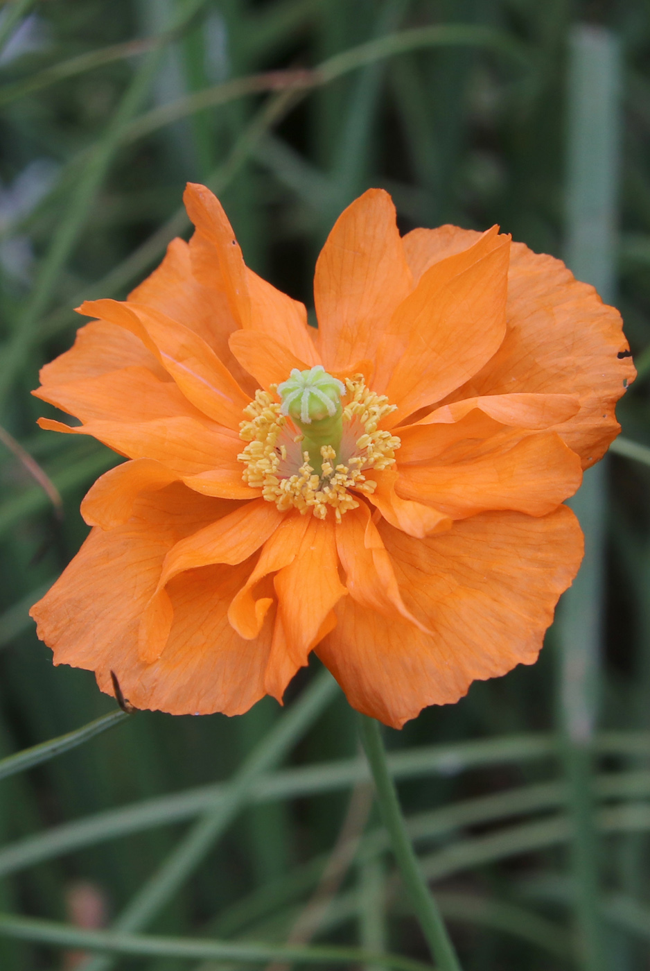 Изображение особи Papaver rupifragum.