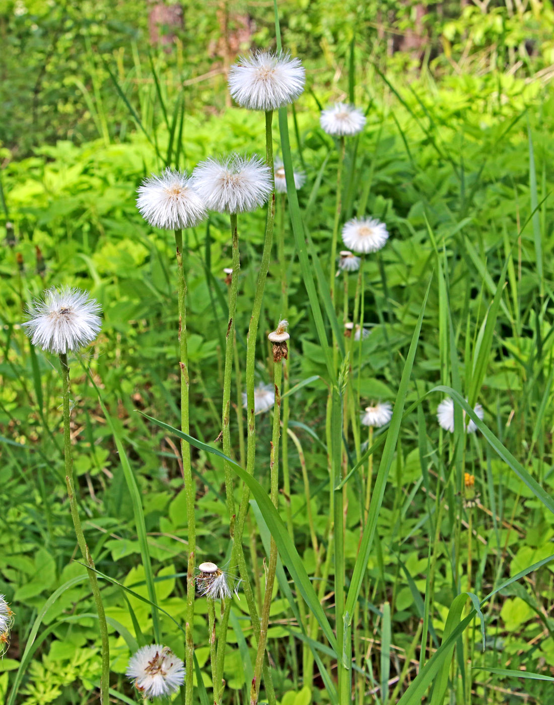 Image of Tussilago farfara specimen.