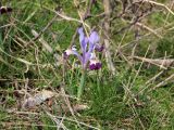 Iridodictyum kolpakowskianum. Цветущее растение. Казахстан, Жамбылская обл., перевал Куюк, мелкозёмный склон. 11.03.2023.