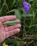 Campanula rapunculoides