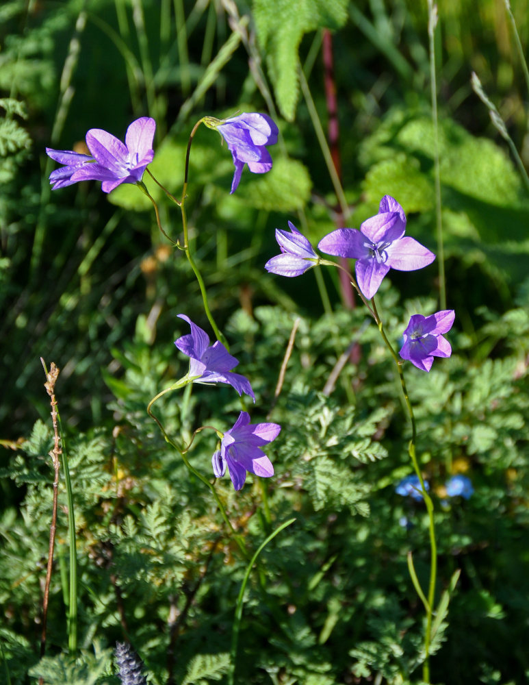 Image of Campanula altaica specimen.