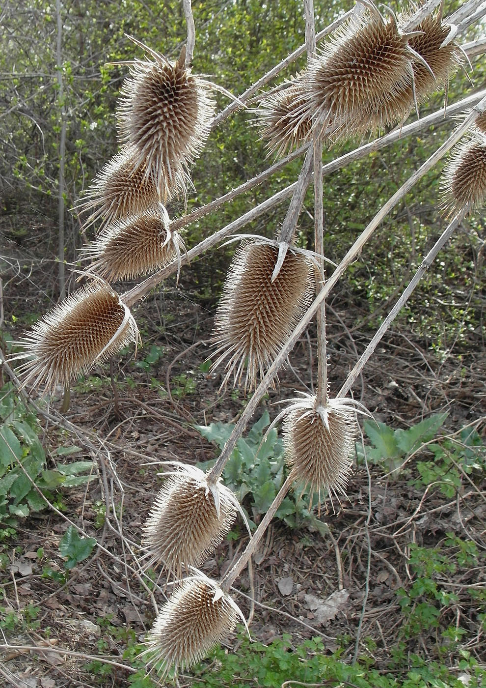 Изображение особи Dipsacus laciniatus.