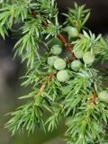Juniperus sibirica. Часть ветви с незрелыми шишкоягодами. Мурманская обл., окр. пос. Дальние Зеленцы. 06.08.2010.
