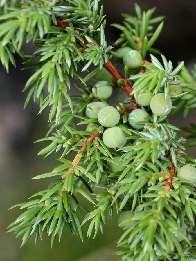 Изображение особи Juniperus sibirica.