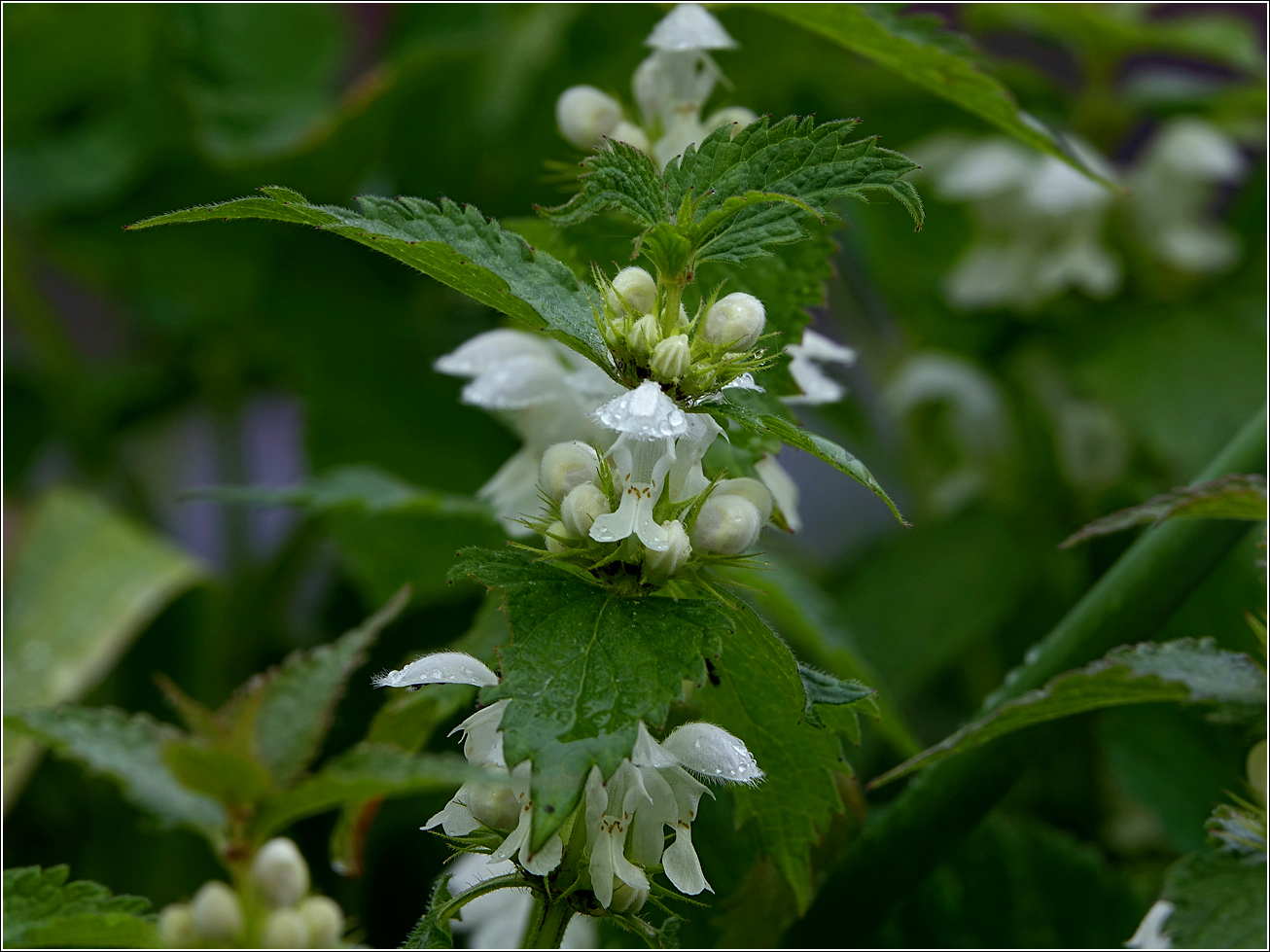 Image of Lamium album specimen.