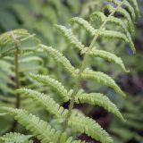 Dryopteris filix-mas