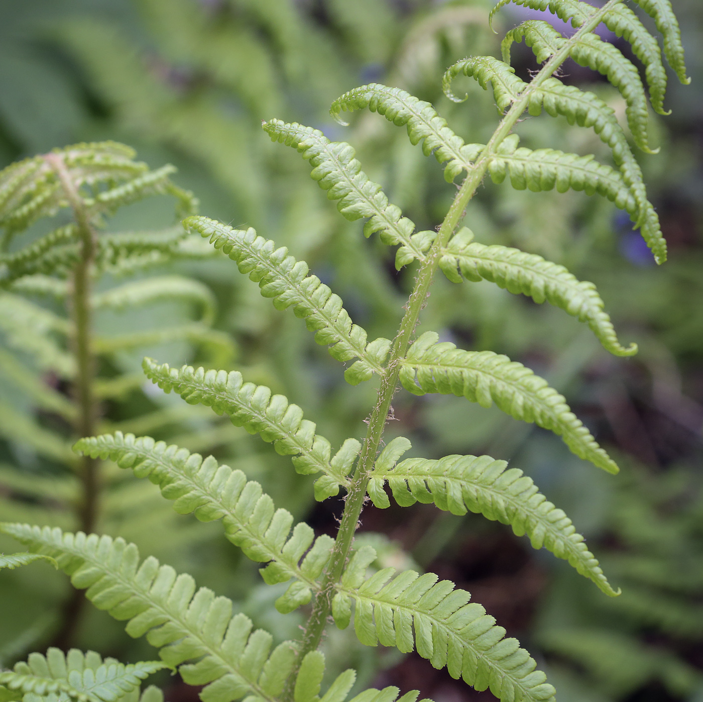 Image of Dryopteris filix-mas specimen.