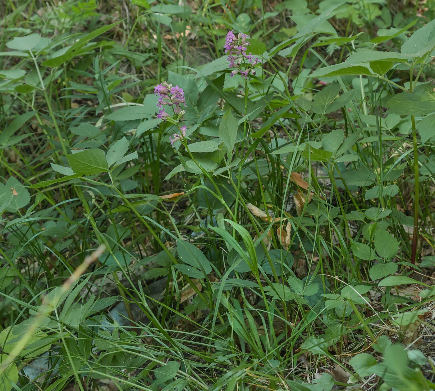 Изображение особи Viscaria vulgaris.