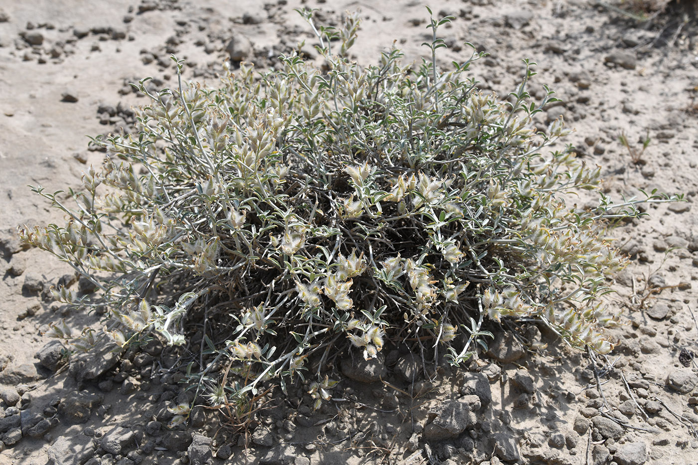 Изображение особи Astragalus chodshenticus.