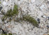 Ceratophyllum demersum