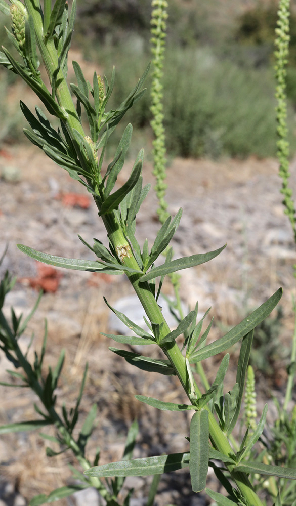 Image of Reseda luteola specimen.