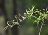 Salix schwerinii